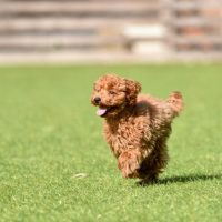 photo　走るトイプ